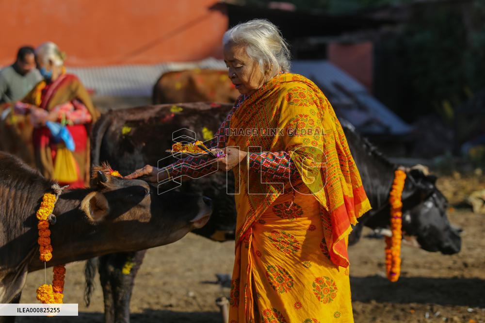 Gai Tihar or Cow Worship Day in Nepal