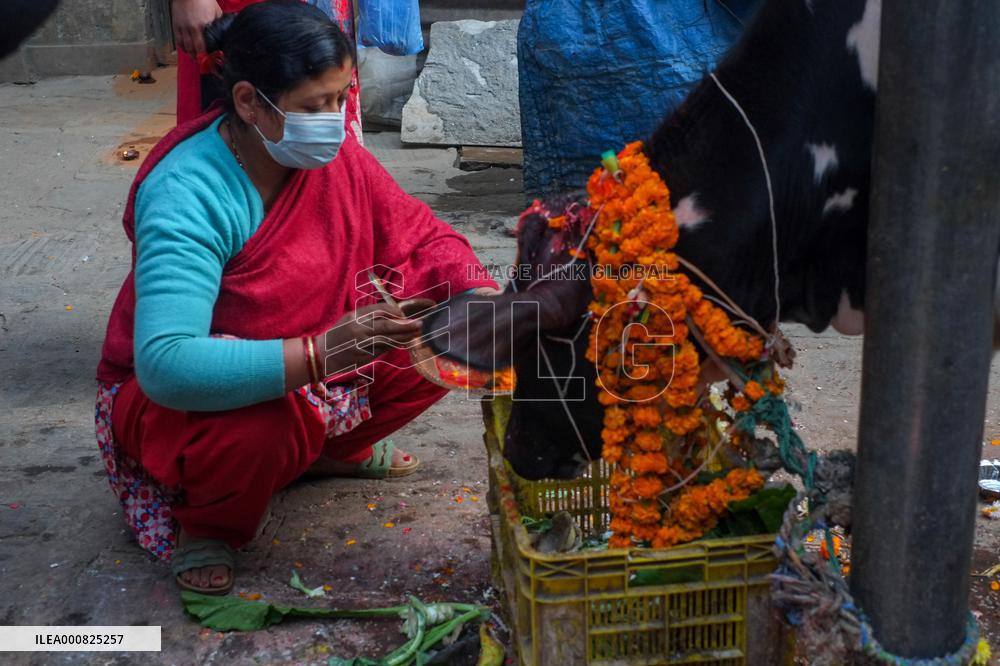 Gai Tihar or Cow Worship Day in Nepal