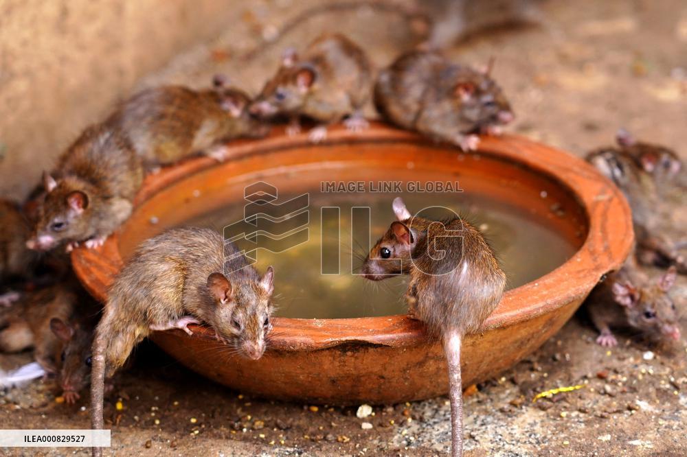Rats At The Karni Mata Temple - India