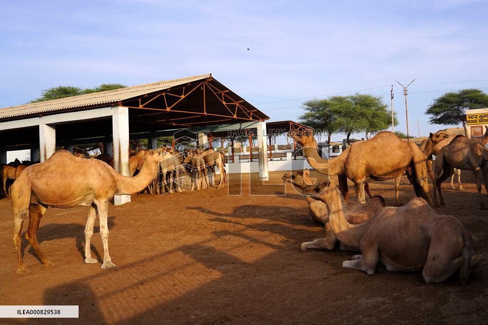Camel Research Farm - india