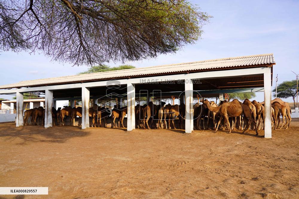 Camel Research Farm - india