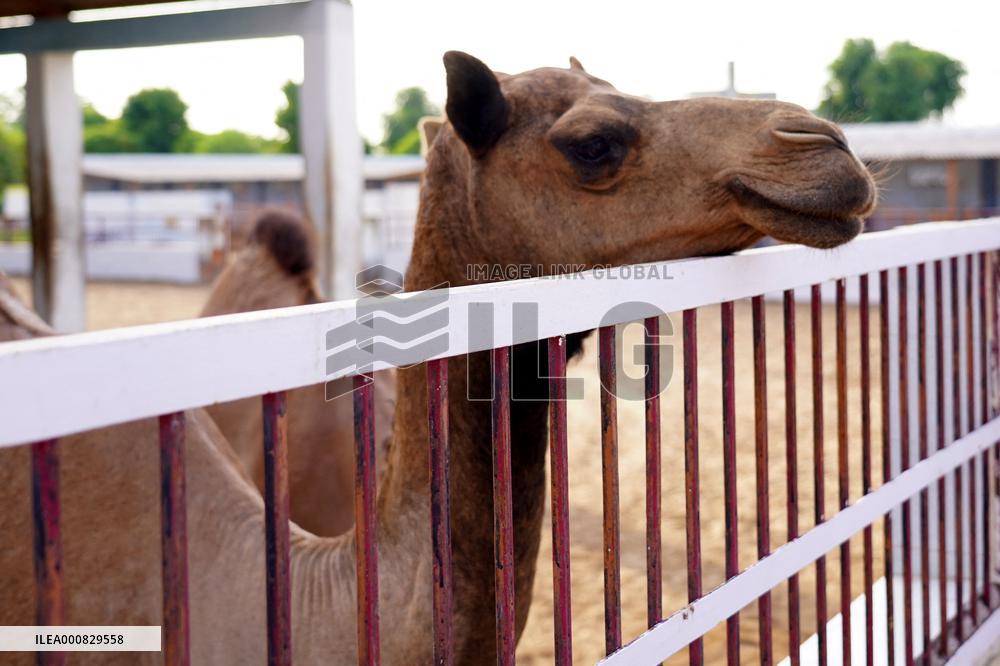 Camel Research Farm - india