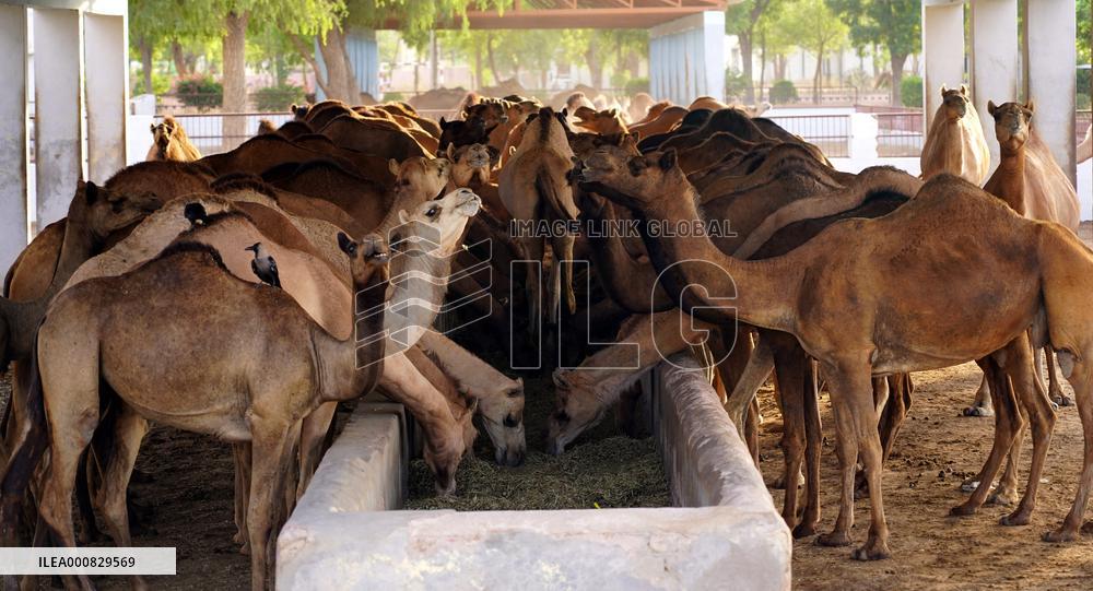 Camel Research Farm - india