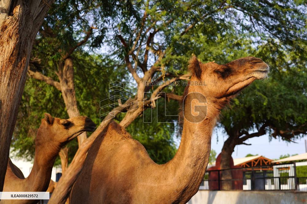 Camel Research Farm - india