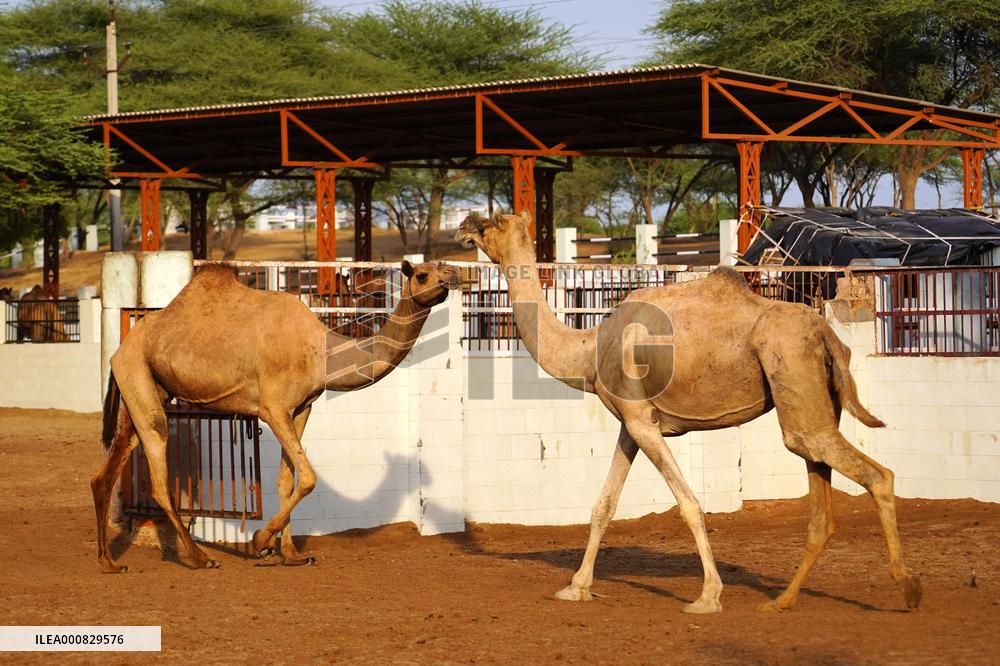 Camel Research Farm - india