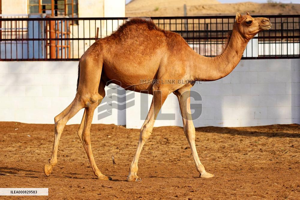 Camel Research Farm - india