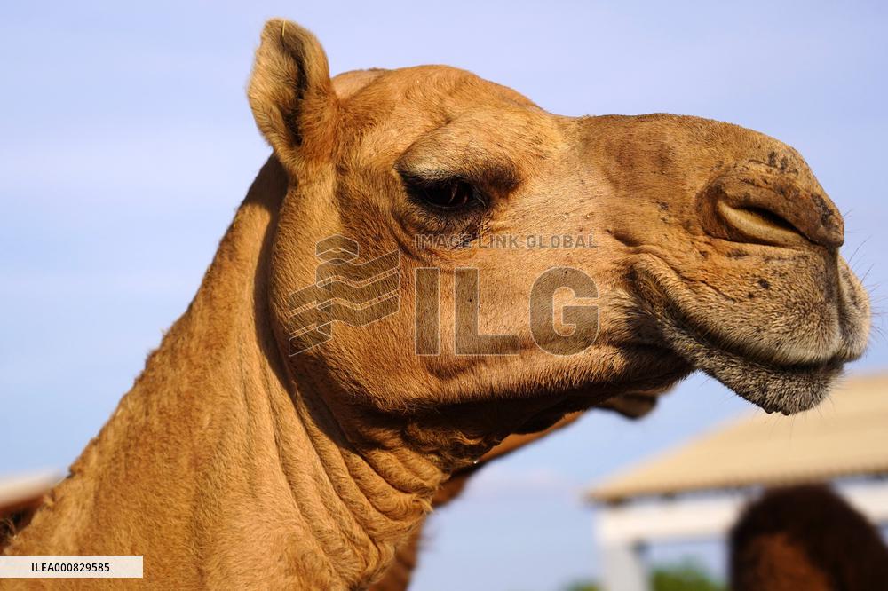 Camel Research Farm - india