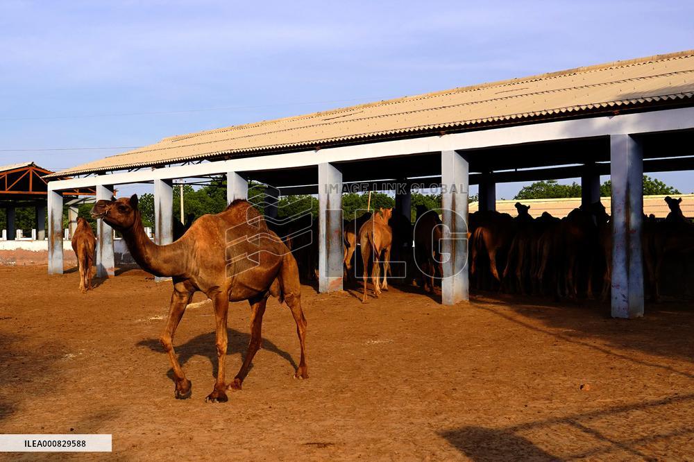 Camel Research Farm - india