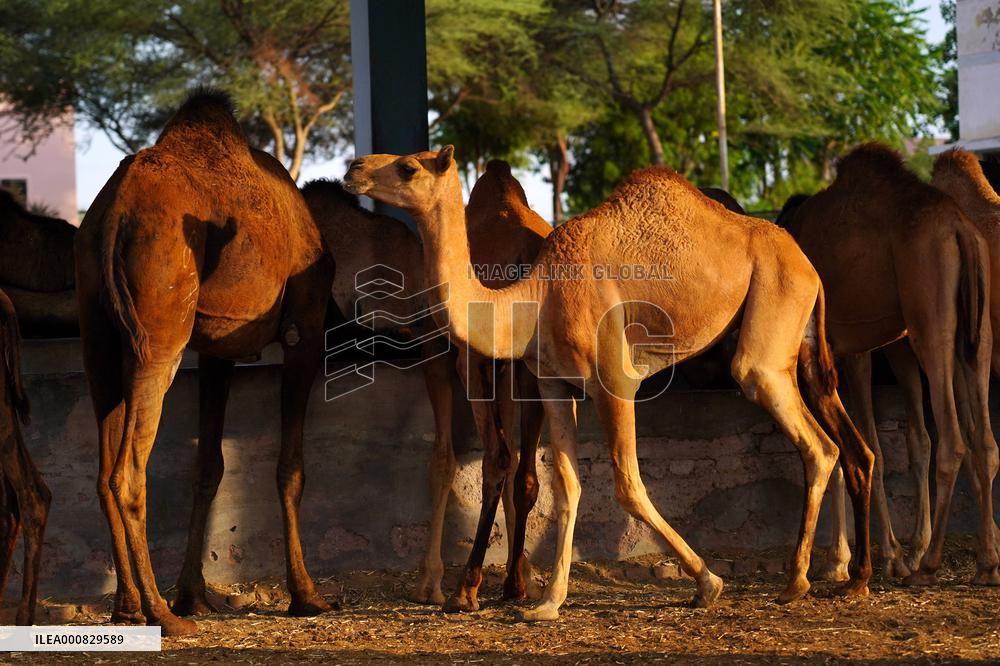 Camel Research Farm - india