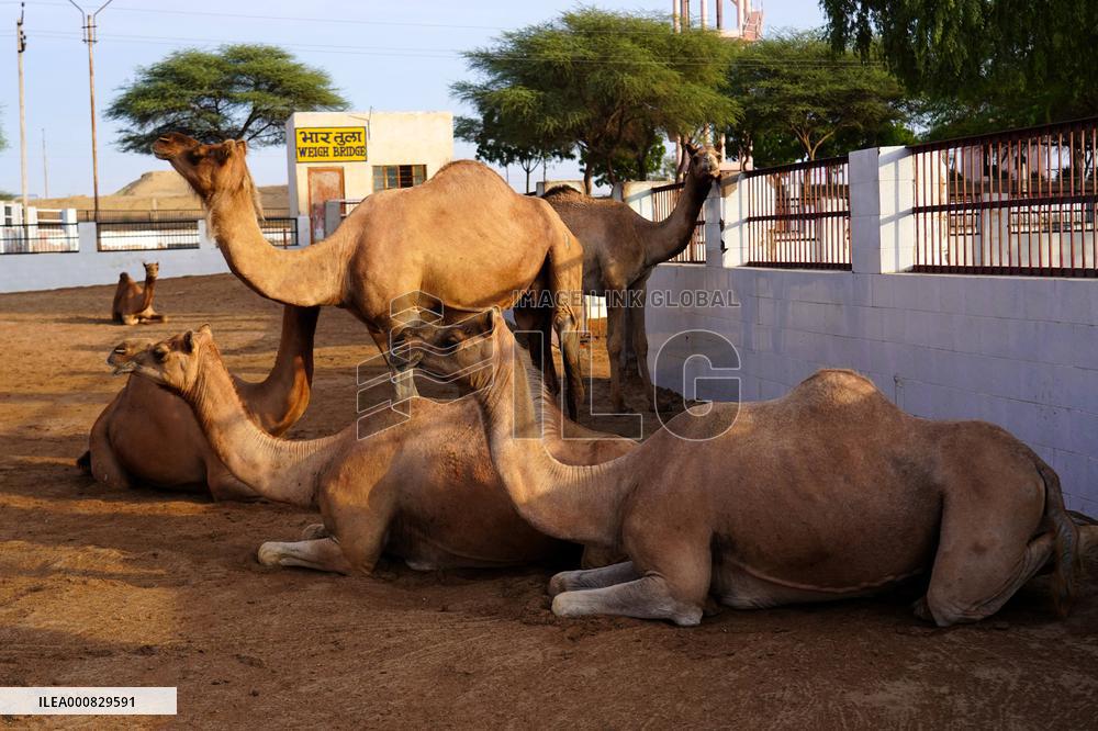 Camel Research Farm - india