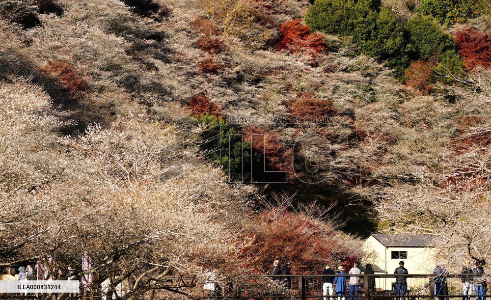 Cherry blossoms and autumn leaves