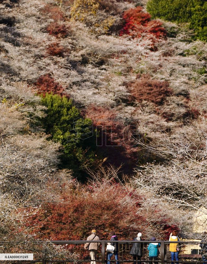 Cherry blossoms and autumn leaves