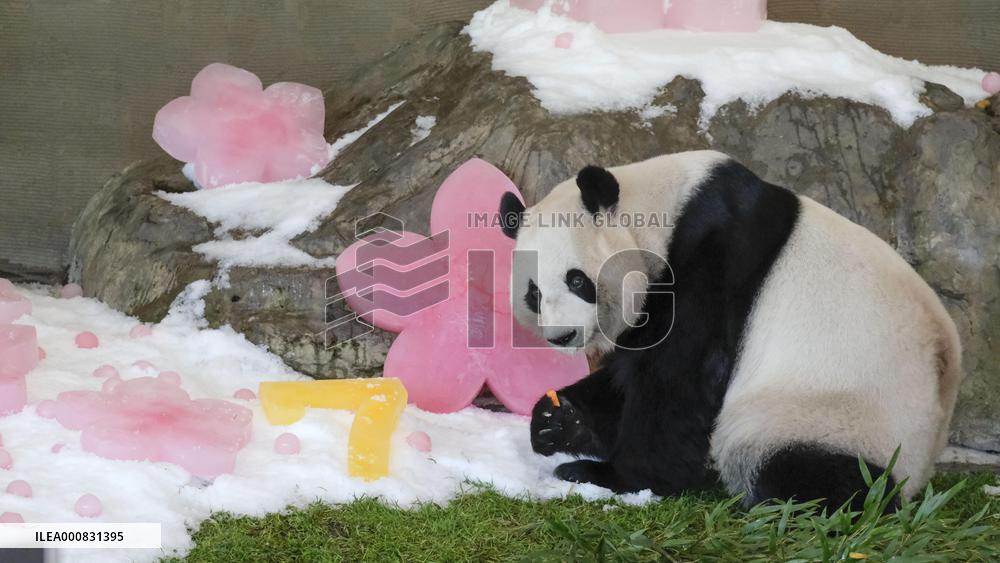 Panda twins' 7th birthday in Japan