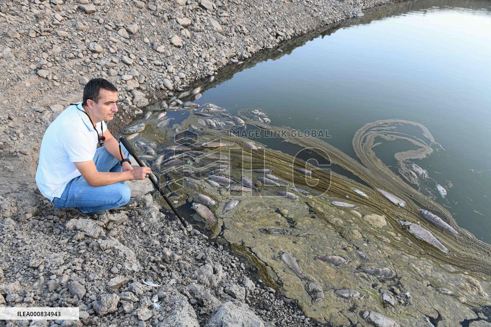 Scary Fish Deaths Due To Global Warming - Turkey