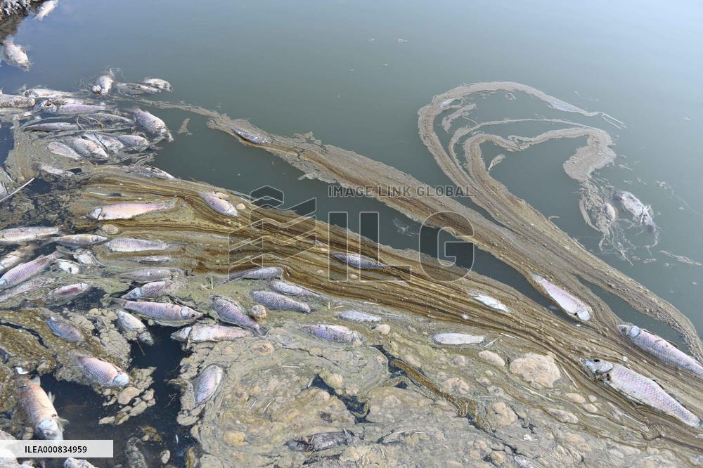 Scary Fish Deaths Due To Global Warming - Turkey
