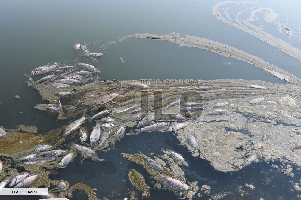 Scary Fish Deaths Due To Global Warming - Turkey