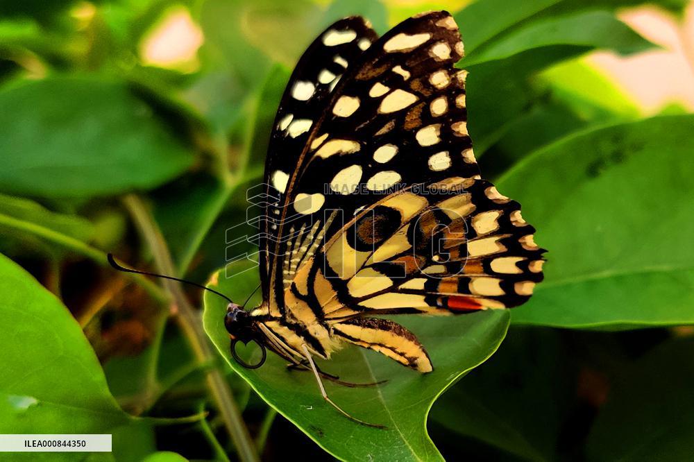 Milkweed Butterfly - India
