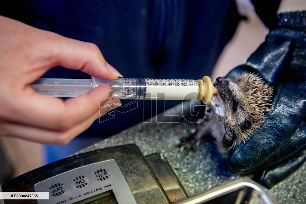 Animal Shelter - Rotterdam