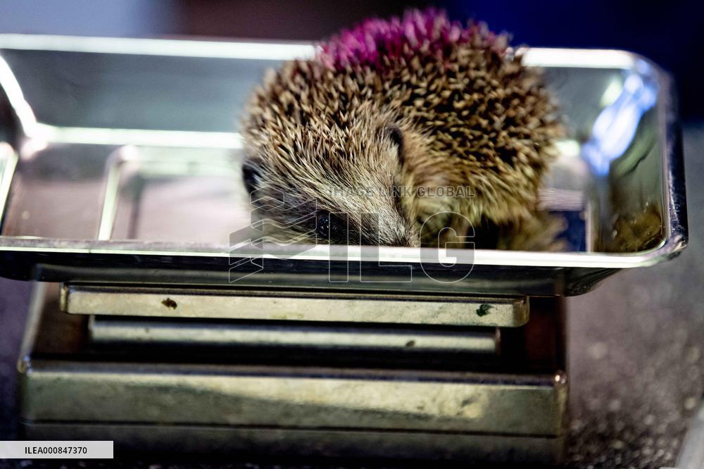 Animal Shelter - Rotterdam