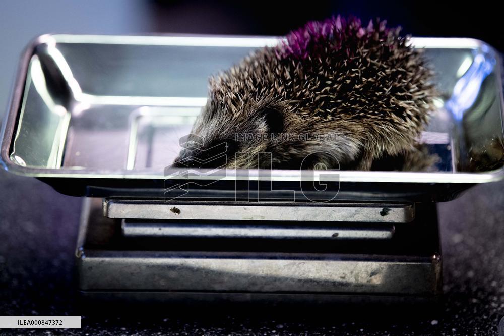 Animal Shelter - Rotterdam