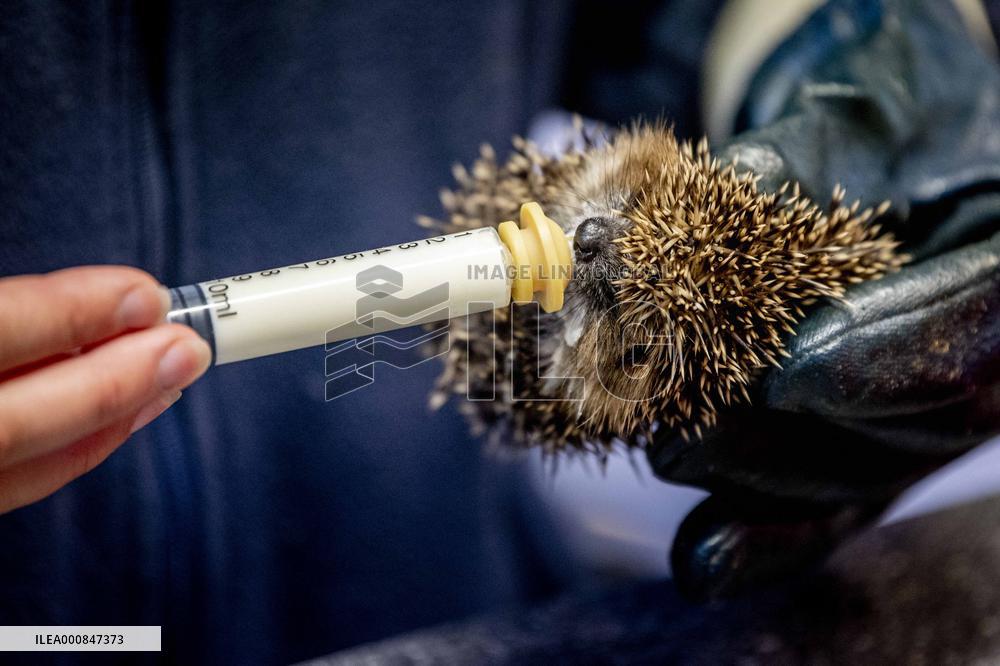 Animal Shelter - Rotterdam