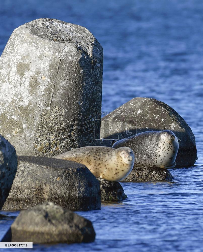 Spotted seals in northern Japan