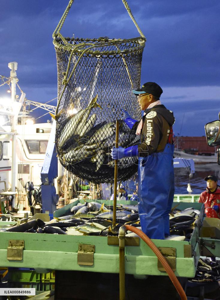 Japanese amberjack catch in northern Japan