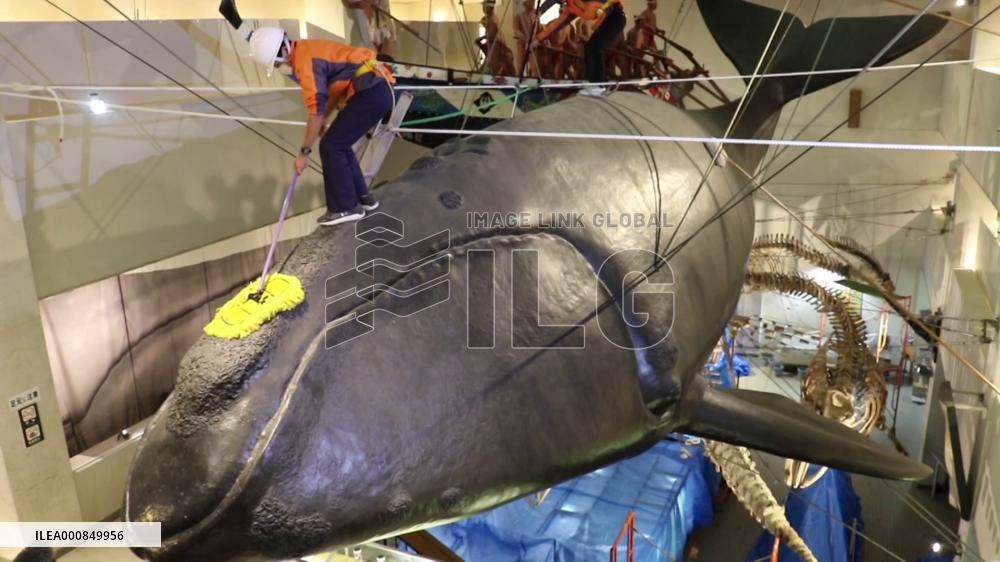 Year-end cleaning at whale museum in western Japan