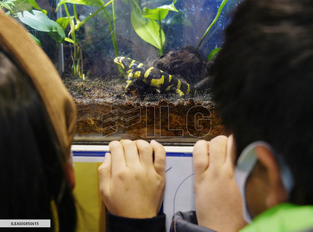 Barred tiger salamander at central Japan aquarium