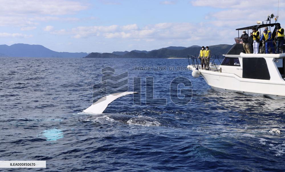 Whale off southwestern Japan