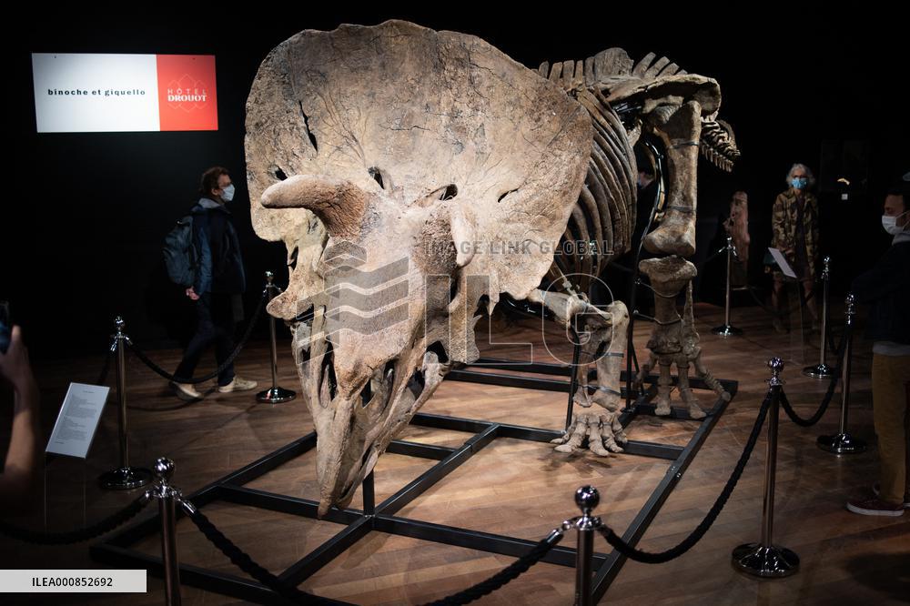 The Skeleton of the Big John triceratops exposed at the Hotel Drouot - Paris