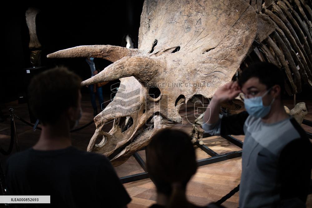 The Skeleton of the Big John triceratops exposed at the Hotel Drouot - Paris