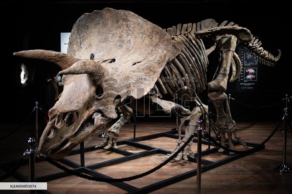 The Skeleton of the Big John triceratops exposed at the Hotel Drouot - Paris