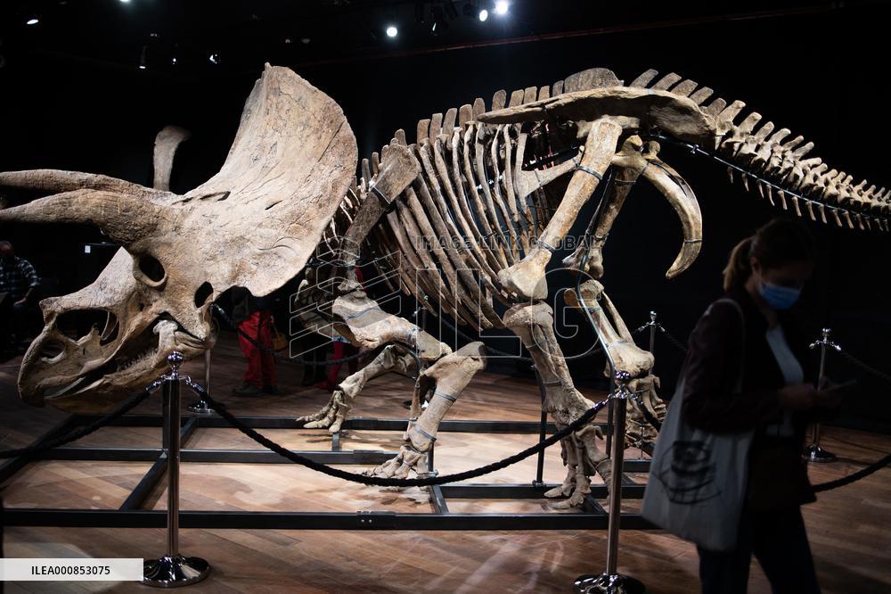The Skeleton of the Big John triceratops exposed at the Hotel Drouot - Paris