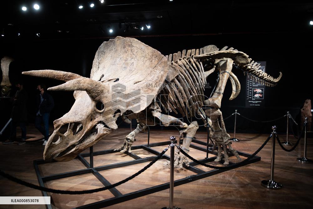 The Skeleton of the Big John triceratops exposed at the Hotel Drouot - Paris