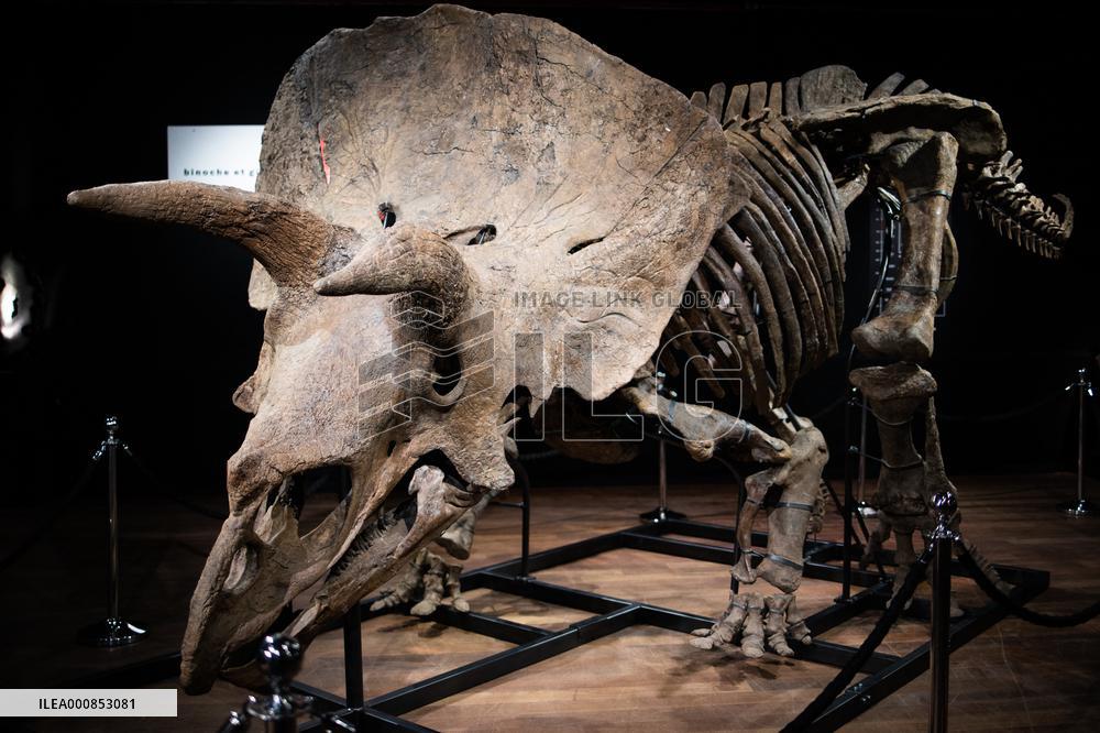 The Skeleton of the Big John triceratops exposed at the Hotel Drouot - Paris