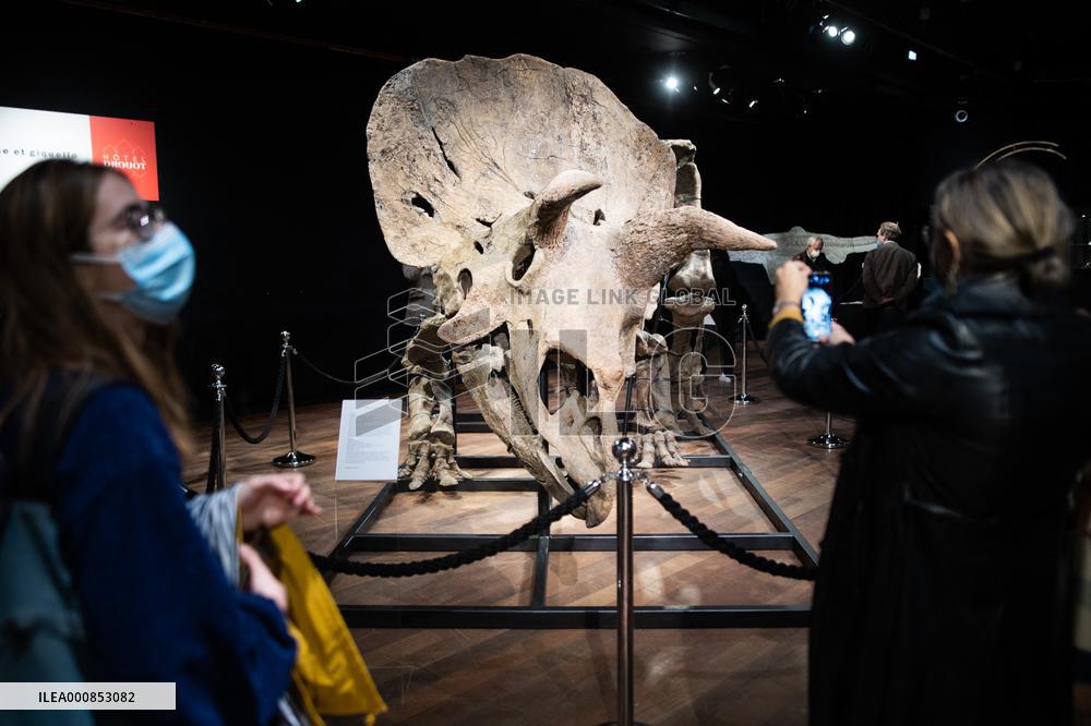 The Skeleton of the Big John triceratops exposed at the Hotel Drouot - Paris