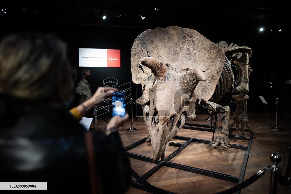 The Skeleton of the Big John triceratops exposed at the Hotel Drouot - Paris