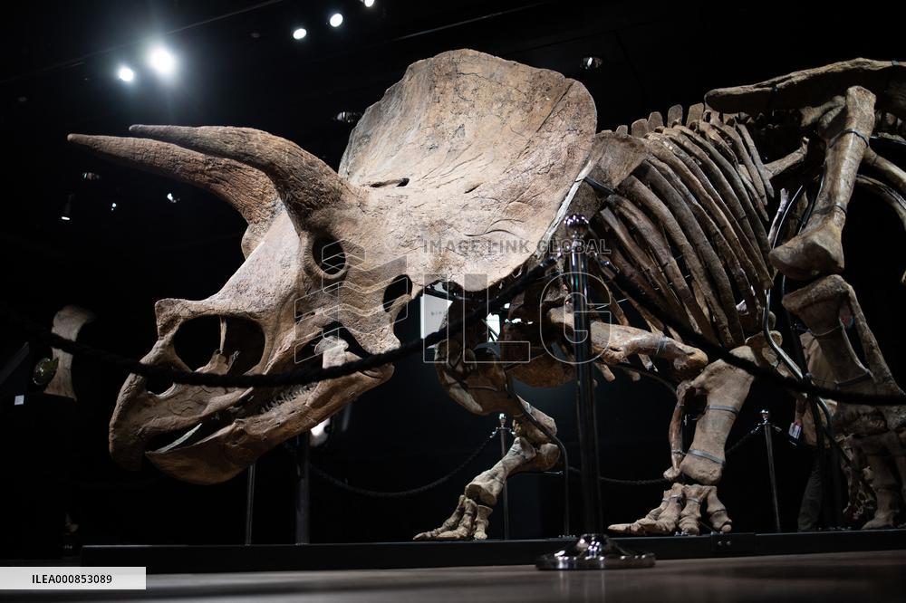 The Skeleton of the Big John triceratops exposed at the Hotel Drouot - Paris