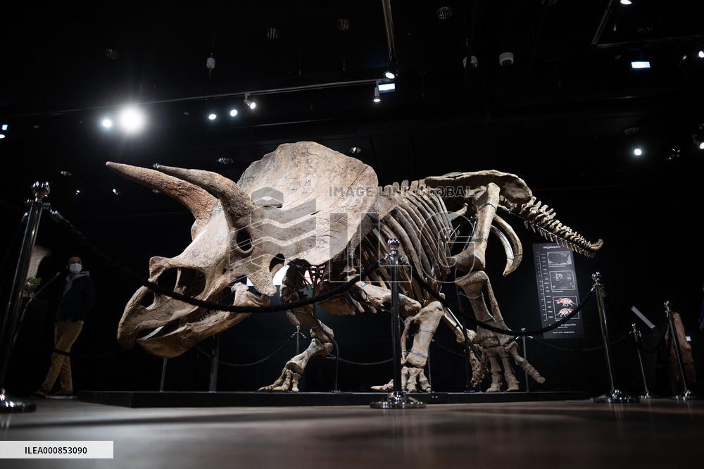 The Skeleton of the Big John triceratops exposed at the Hotel Drouot - Paris