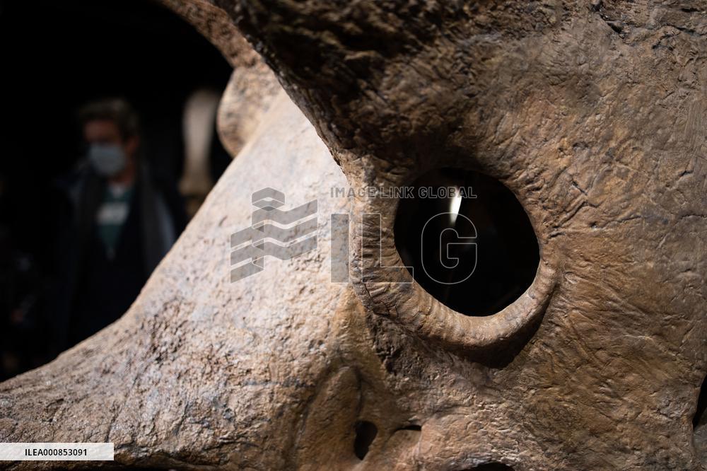 The Skeleton of the Big John triceratops exposed at the Hotel Drouot - Paris