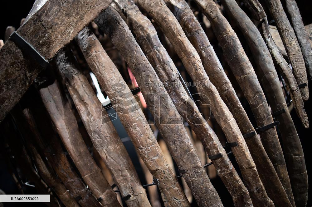 The Skeleton of the Big John triceratops exposed at the Hotel Drouot - Paris