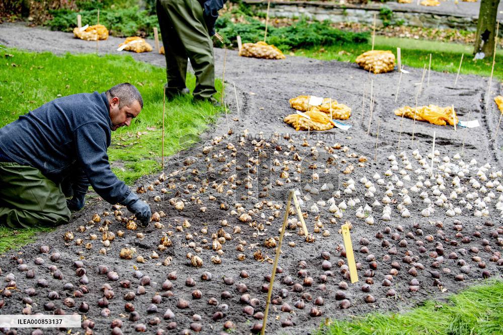 7 Million Flower Bulbs Planted In Keukenhof - Lisse