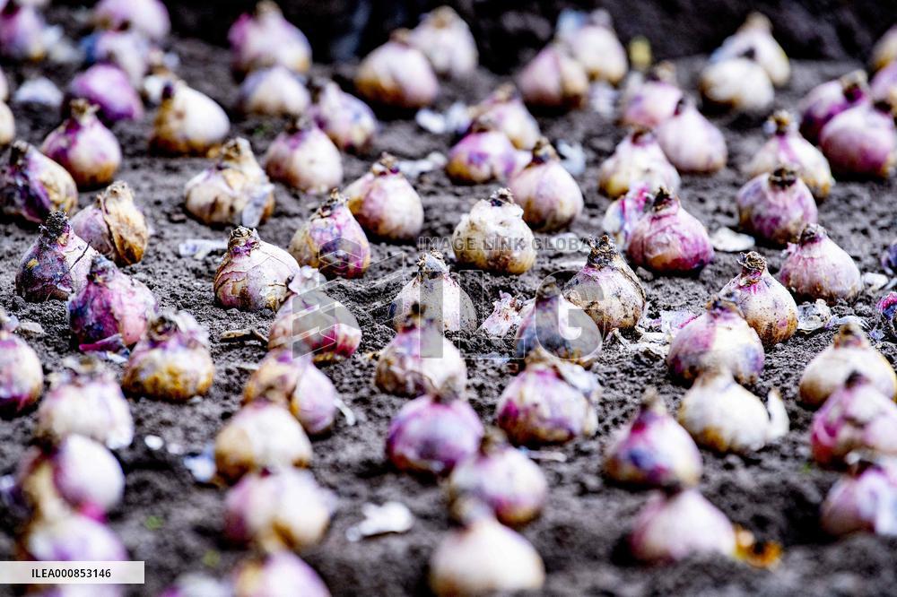 7 Million Flower Bulbs Planted In Keukenhof - Lisse