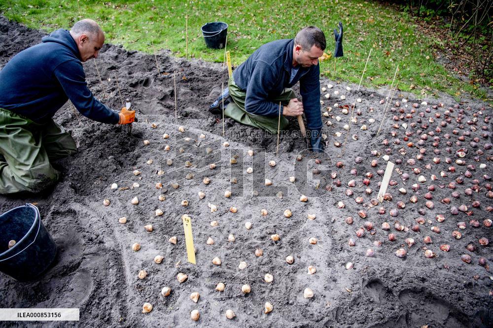 7 Million Flower Bulbs Planted In Keukenhof - Lisse