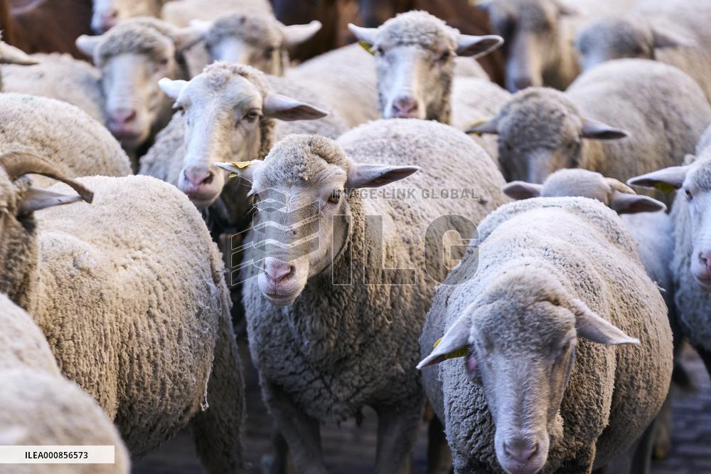 Sheep En Route To Winter Pastures - Madrid