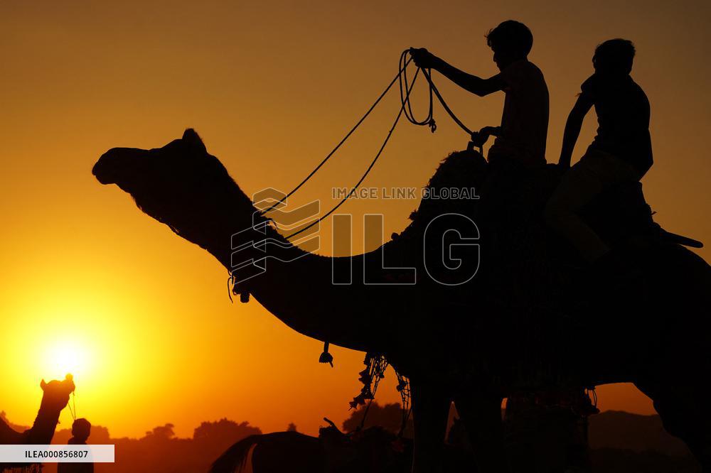 Camel Safari At The Desert Of Pushkar - India