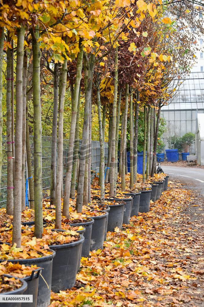 Canopee Plan 10,000 Trees Over Ten Years - Strasbourg