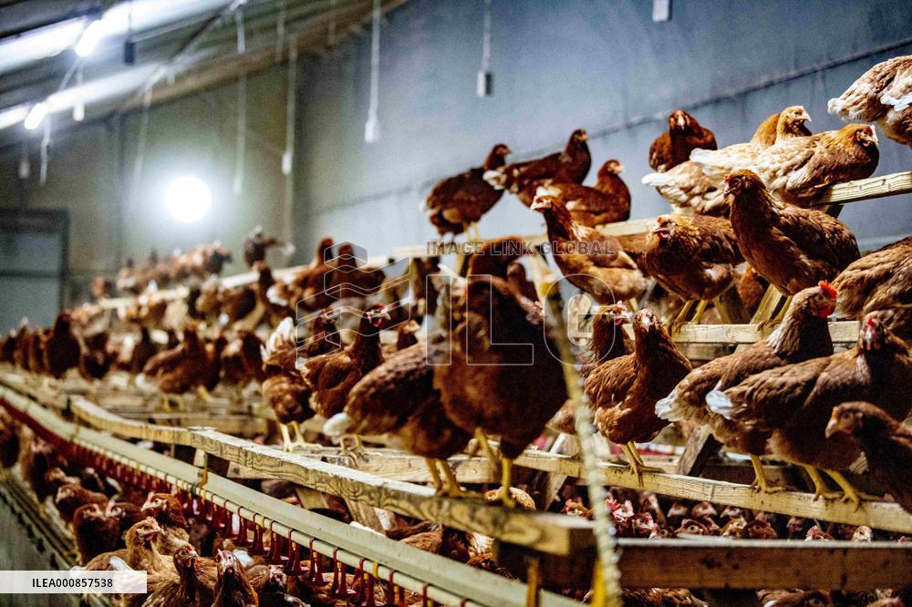Dutch Farmers Ordered To Keep Poultry Inside To Limit Bird Flu Contagion