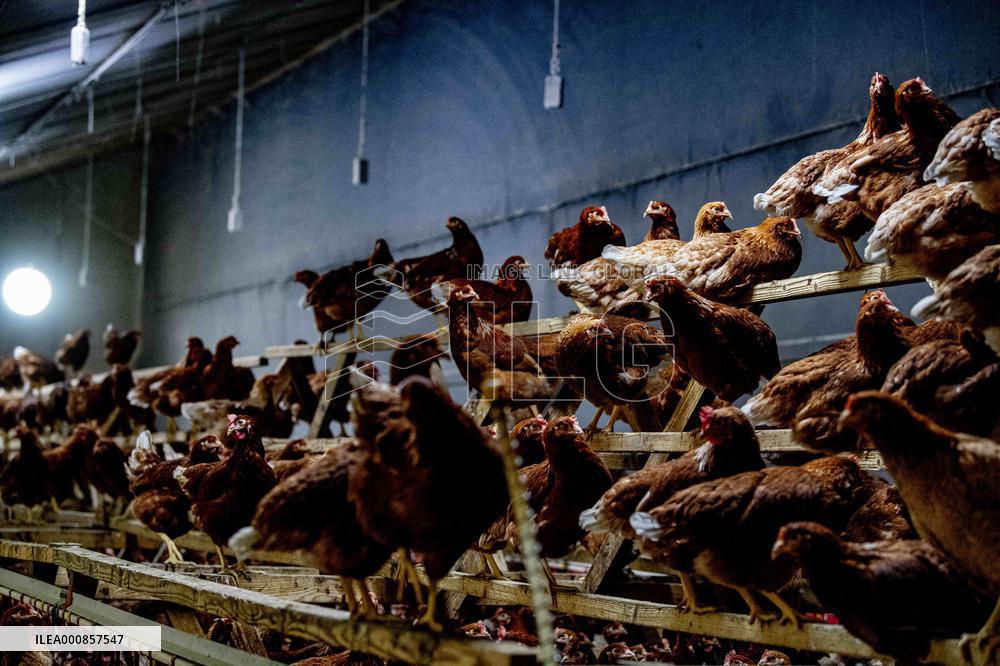 Dutch Farmers Ordered To Keep Poultry Inside To Limit Bird Flu Contagion